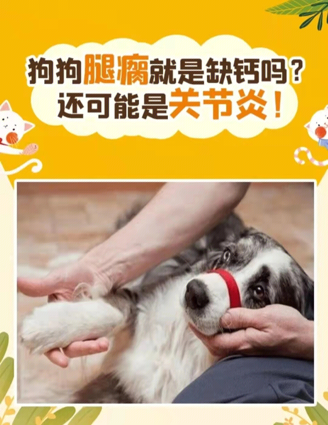狗狗缺钙的症状图片图片