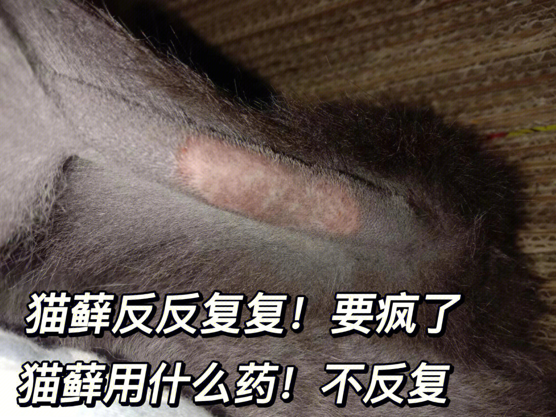 猫藓用什么药不复发!00流泪整理