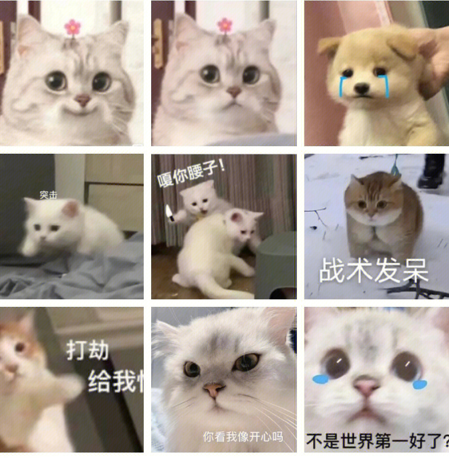 猫加上人手表情包图片