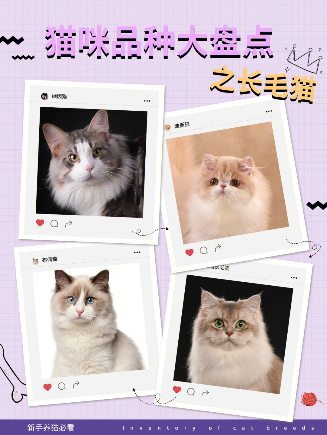 长毛猫品种大全 名字图片