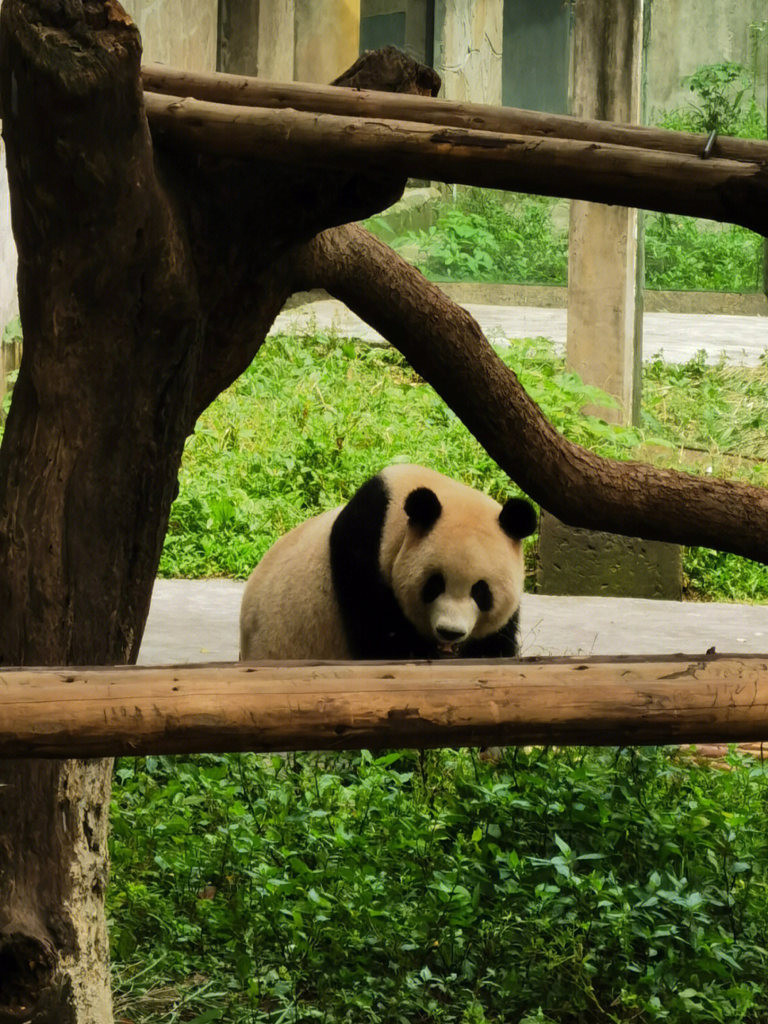 重庆渝北动物园图片