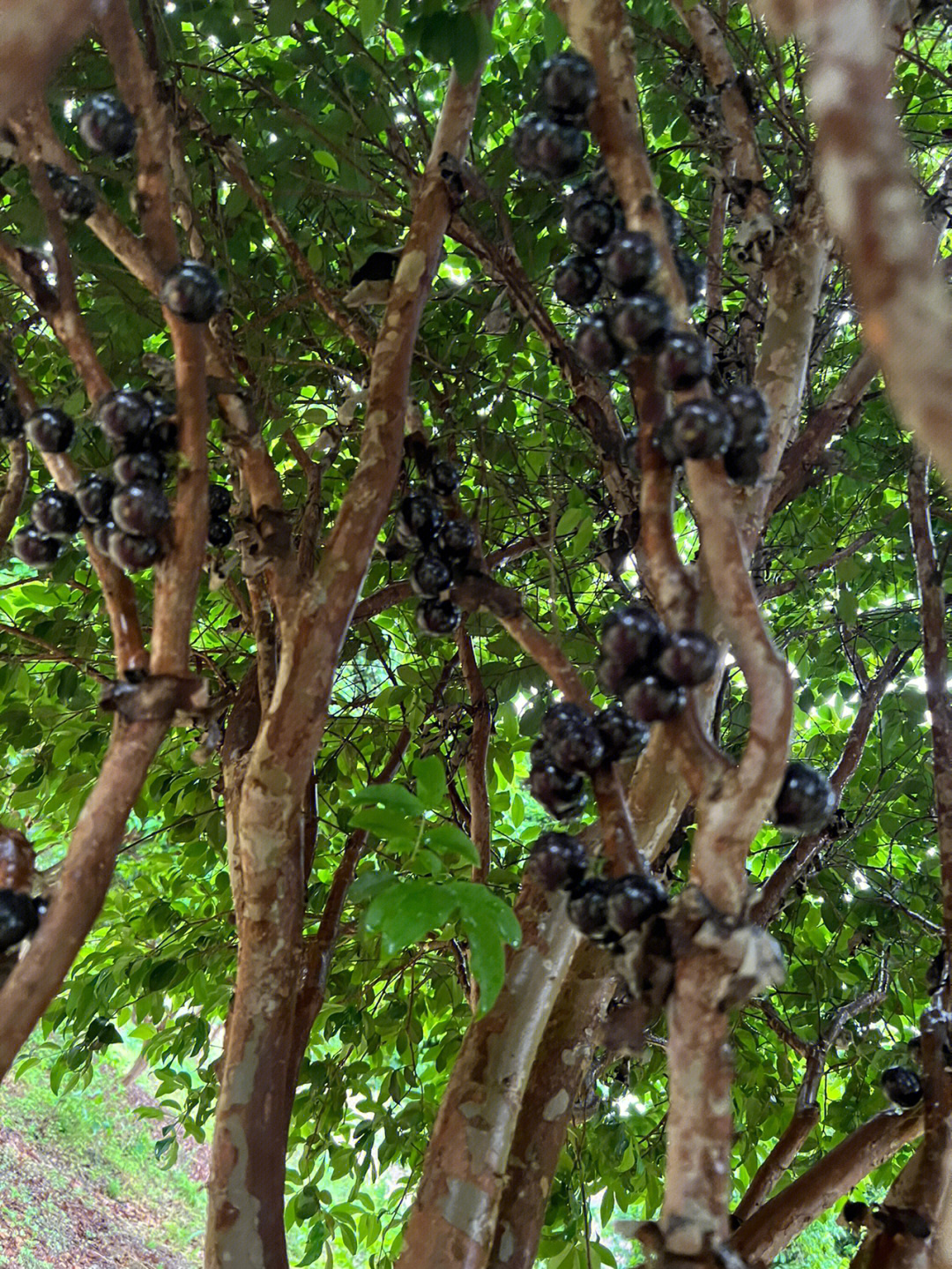 嘉宝果树葡萄