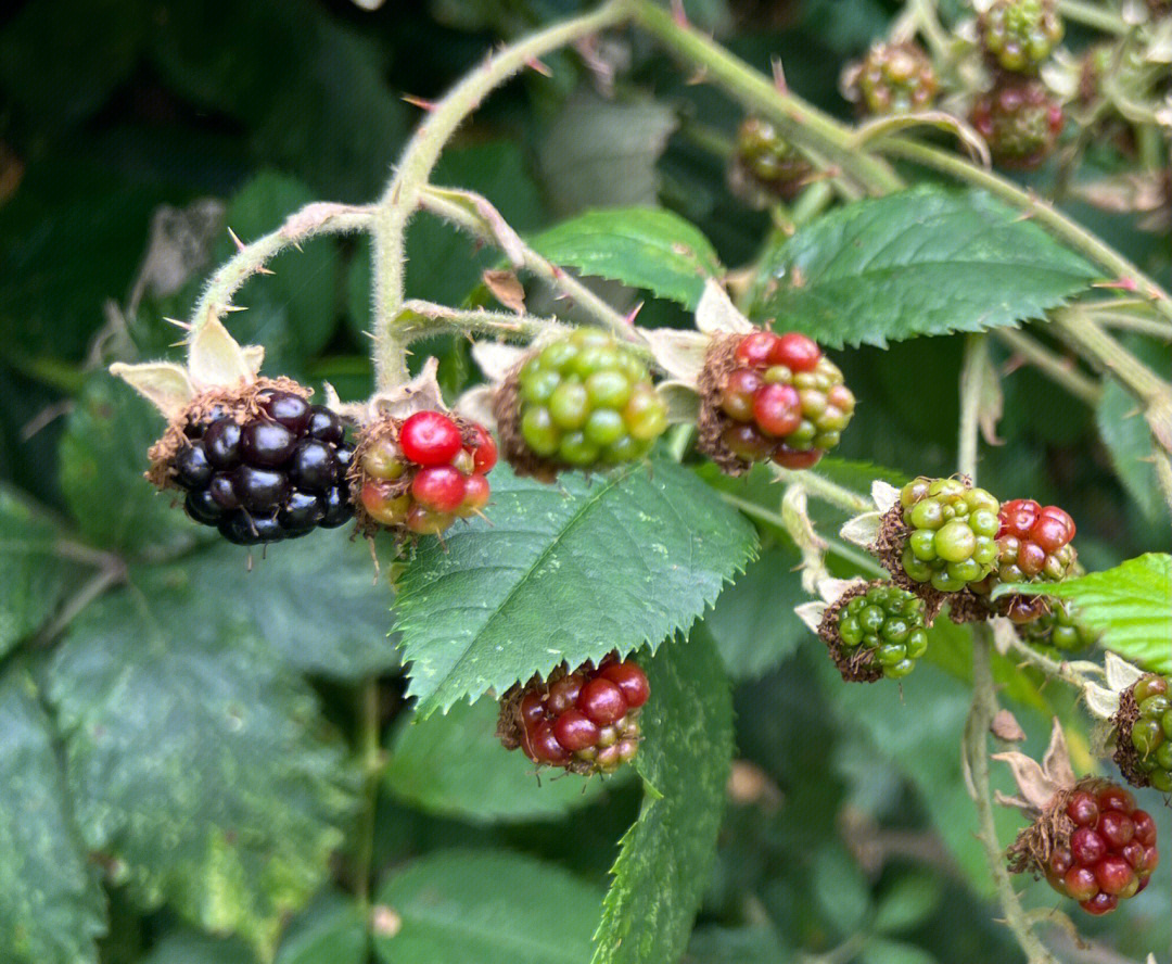 野生黑树莓