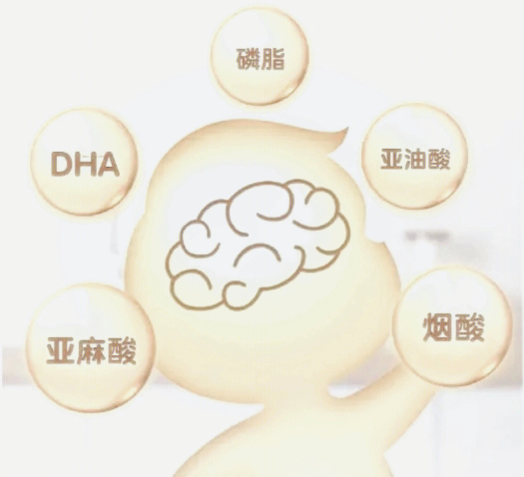 脑磷脂结构图片