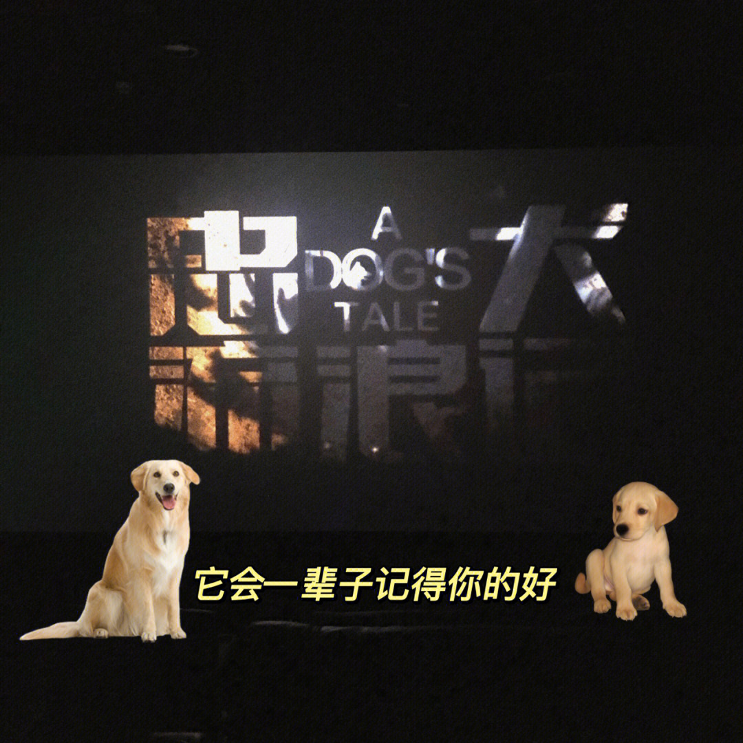 512搜救犬叮当真实故事图片