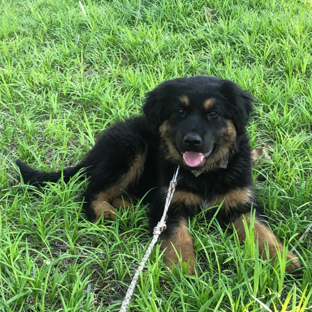 德牧幼犬生长阶段图片