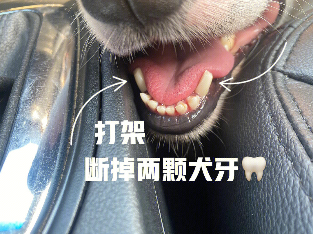 门齿犬齿臼齿图片