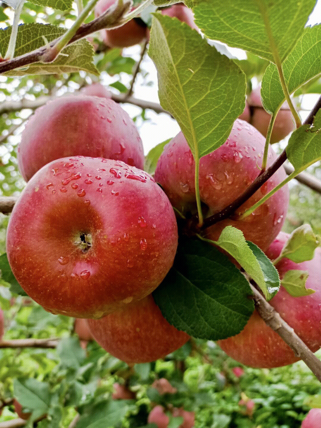 盐源苹果简介图片