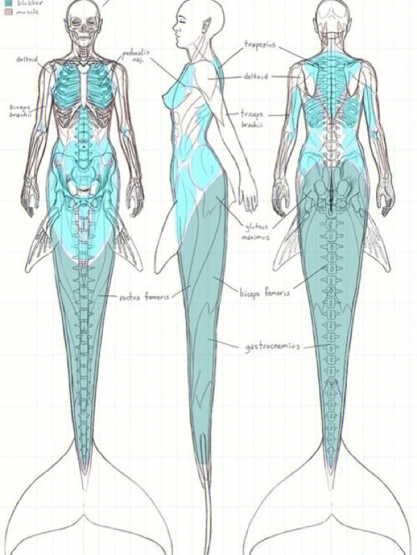美人鱼生殖结构图片