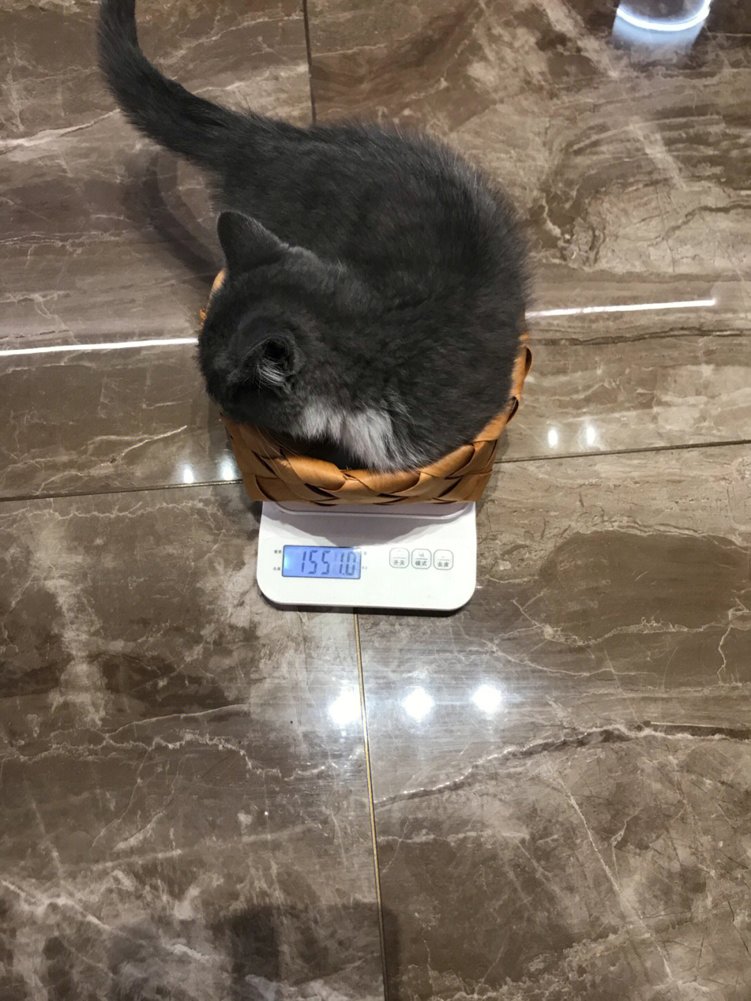 中型猫体重图片
