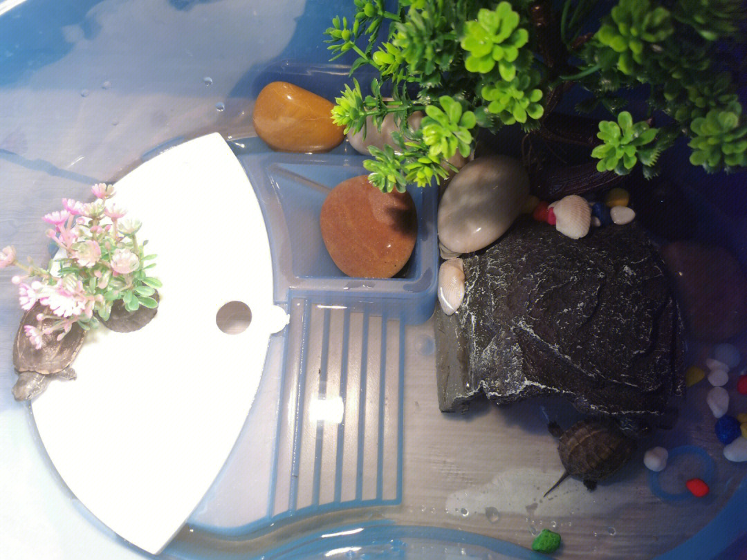 我这好像是巴西龟吧,养了8个月了,换了三个缸,一开始那个是买缸送乌龟
