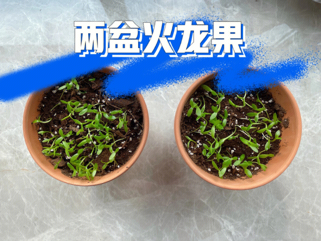 火龙果苗种植盆栽方法图片