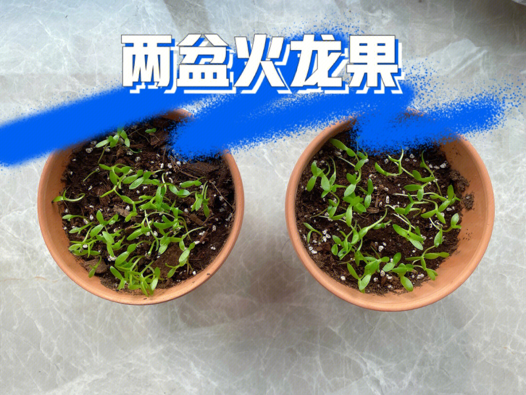 红龙果种植方法图片