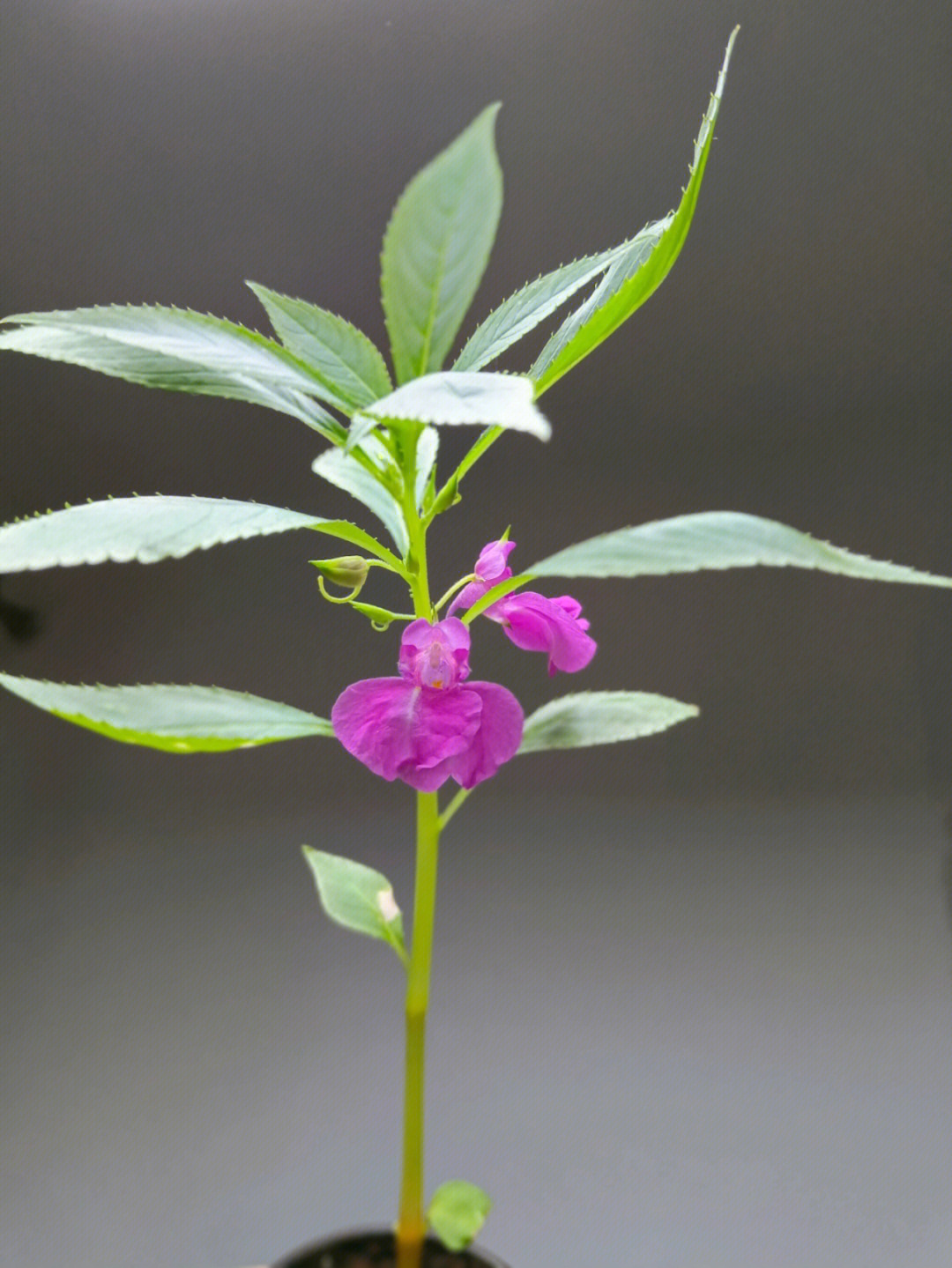 观察植物的生长凤仙花