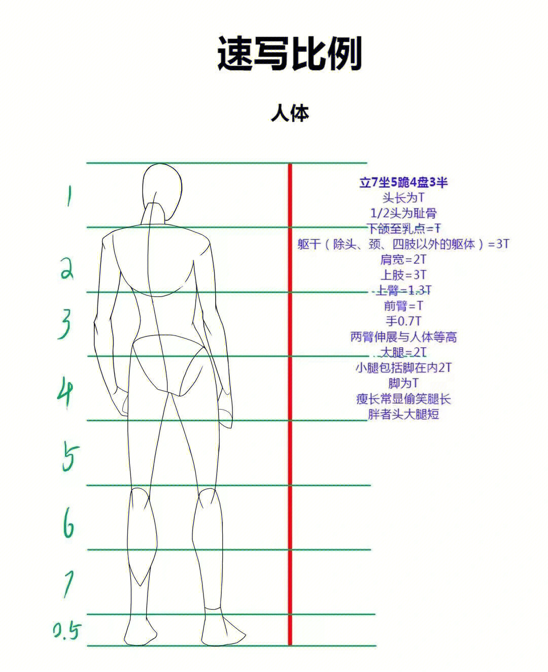 人体比例绘画口诀图片