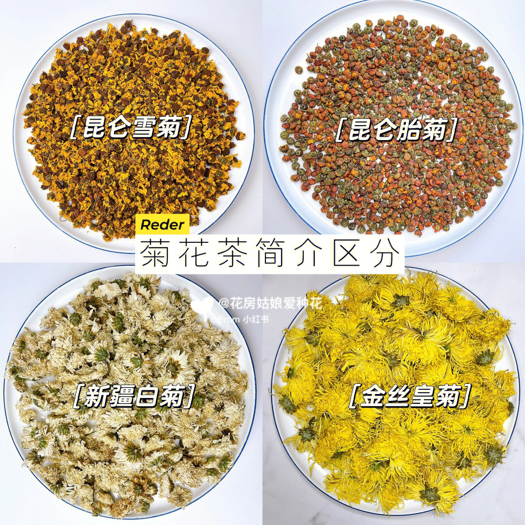 夏季就要多喝菊花茶60四款菊花茶区别和特性