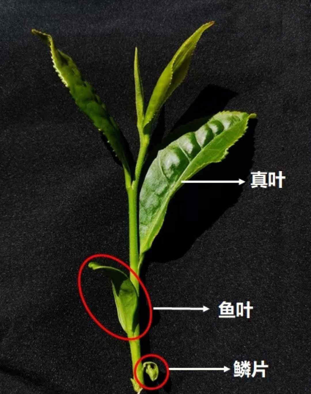 茶叶叶脉结构图图片