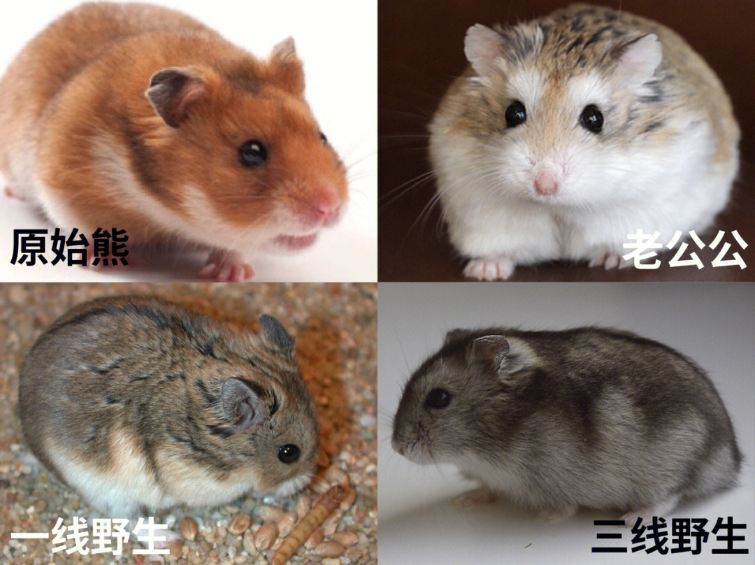 仓鼠品种分类图片图片