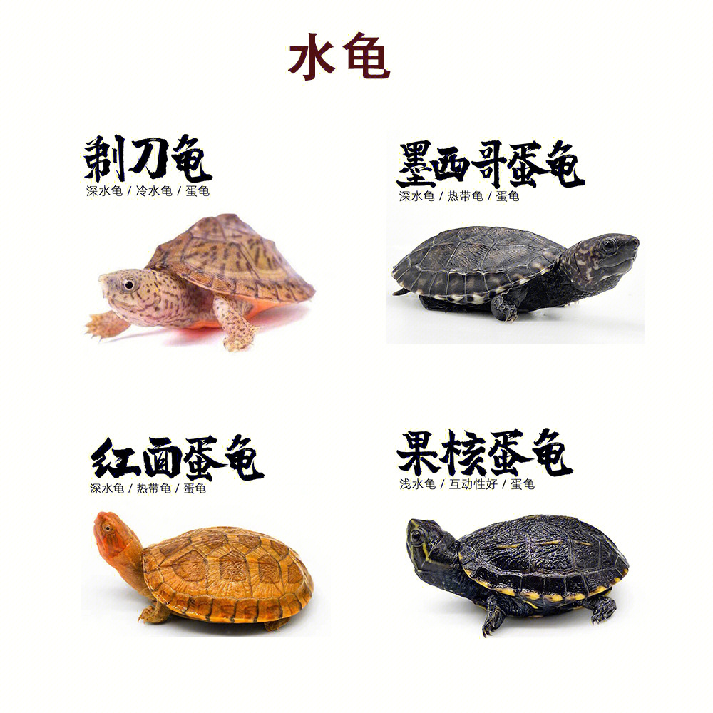 2:墨西哥蛋龟,热带龟,深水龟,小苗子500起,亚体600 