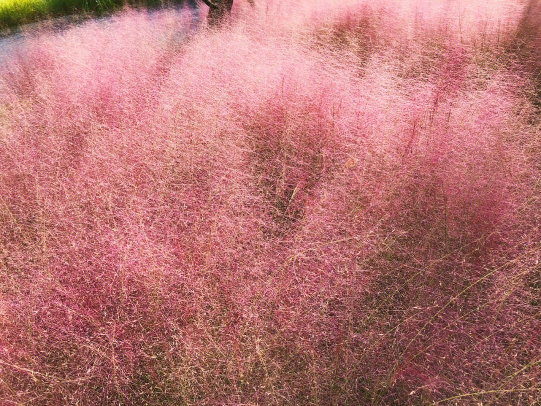 粉黛乱子草 花期图片