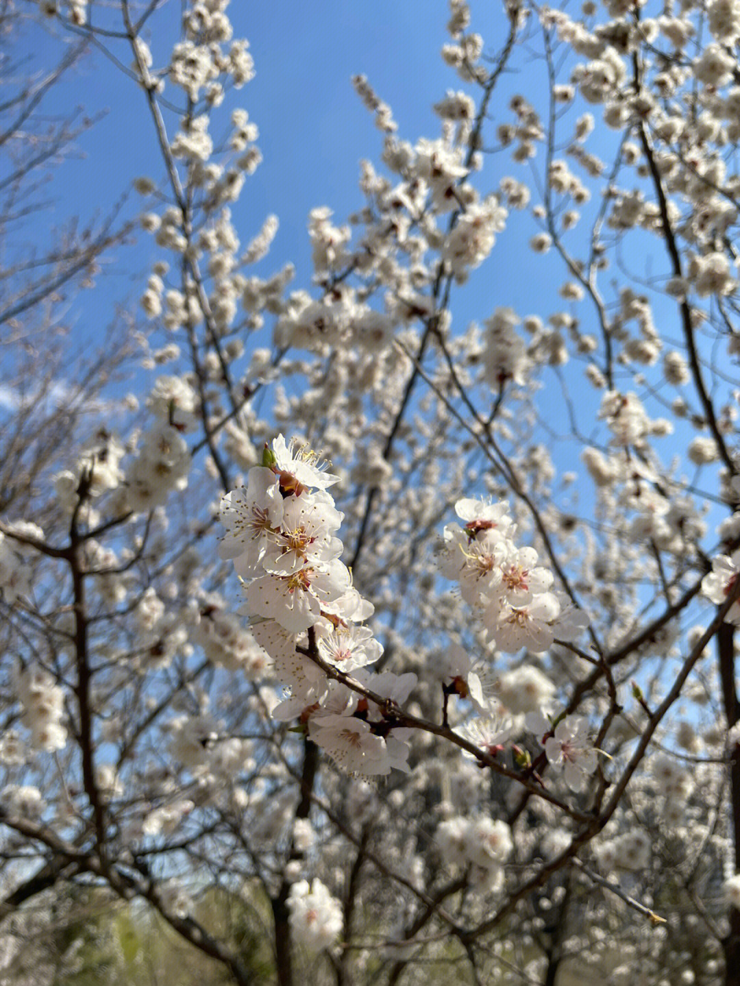 沈阳中央公园桃花游