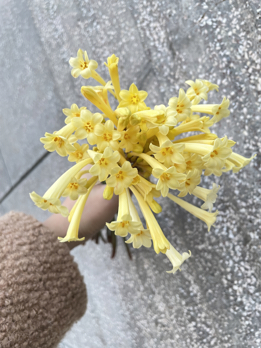 垂筒花寓意图片