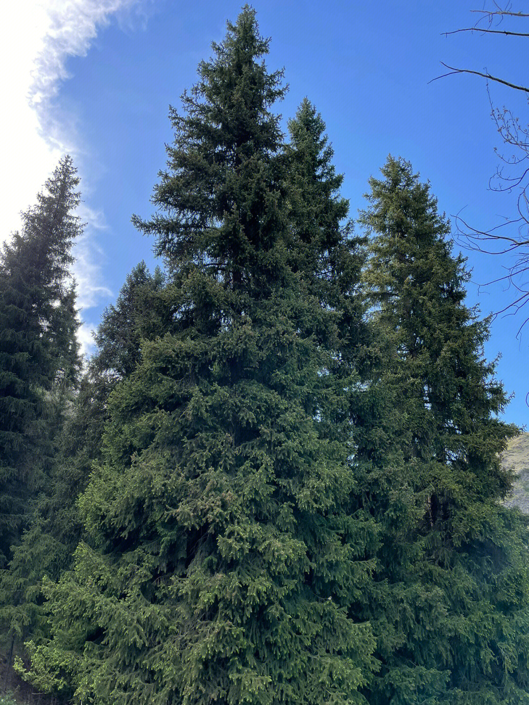 新疆的景区都差不多,蓝天白云,山上的松树