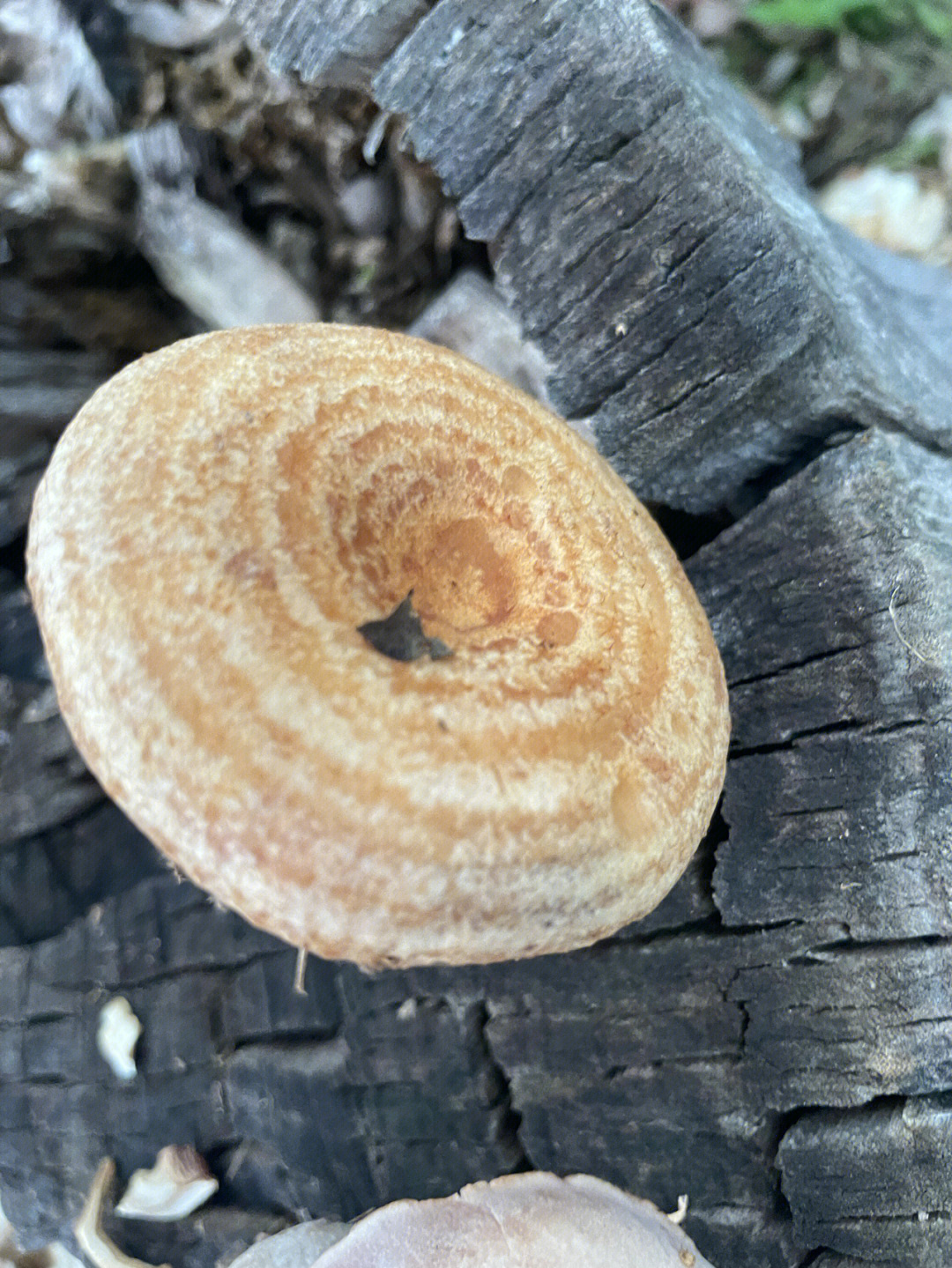菌盖上有绒毛的毒乳菇一黄毛乳菇