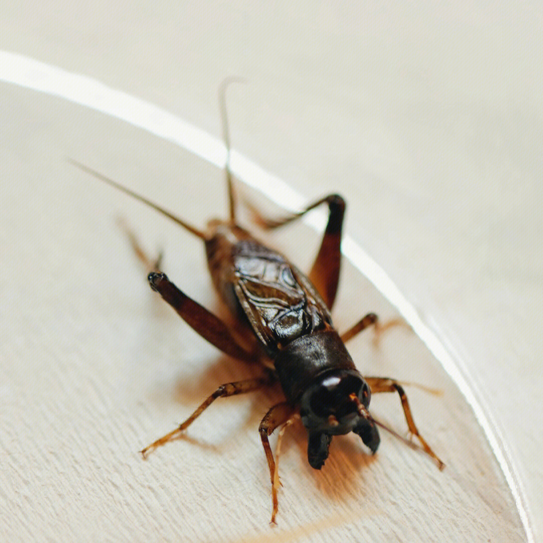 蟋蟀秋虫白虫图片对比图片