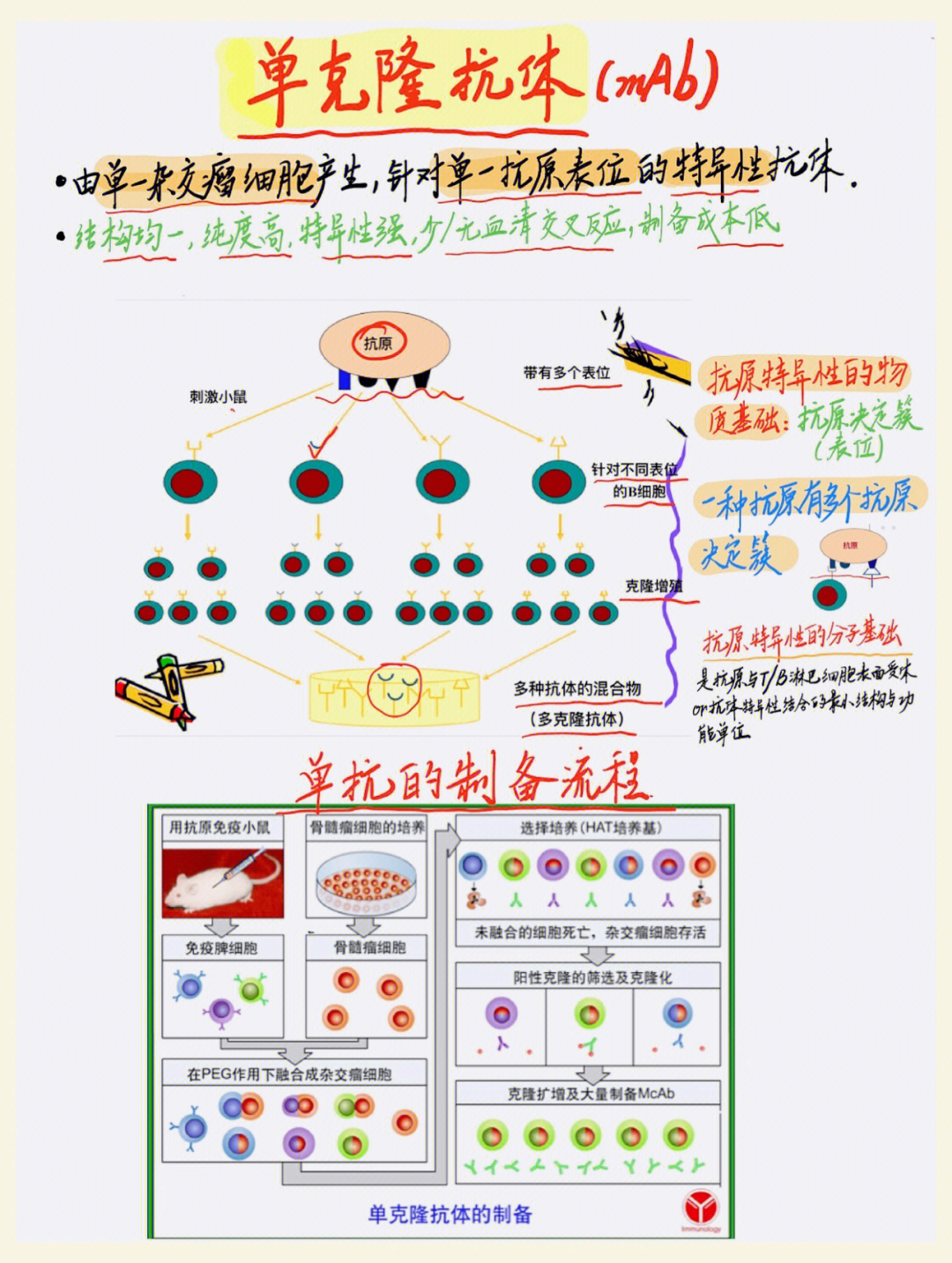 单克隆抗体原理图片