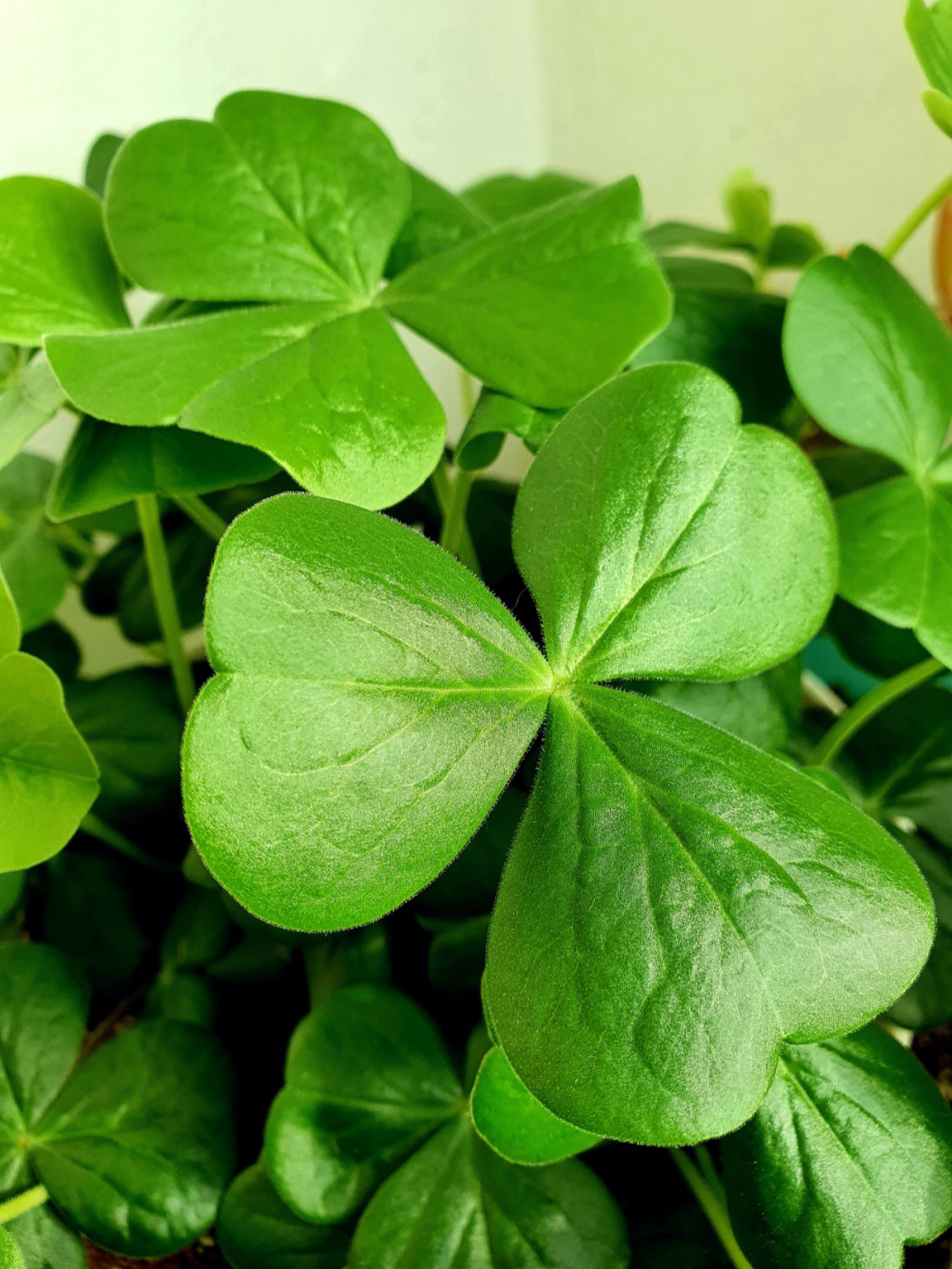 酢浆草叶子绿油油