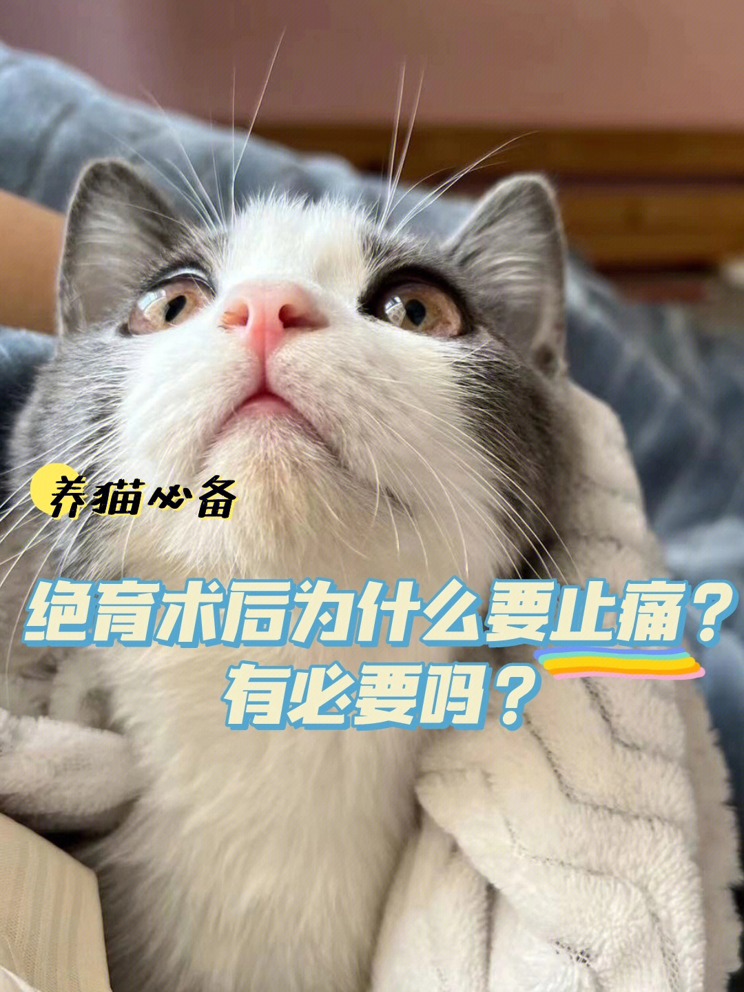 猫咪为什么要绝育图片