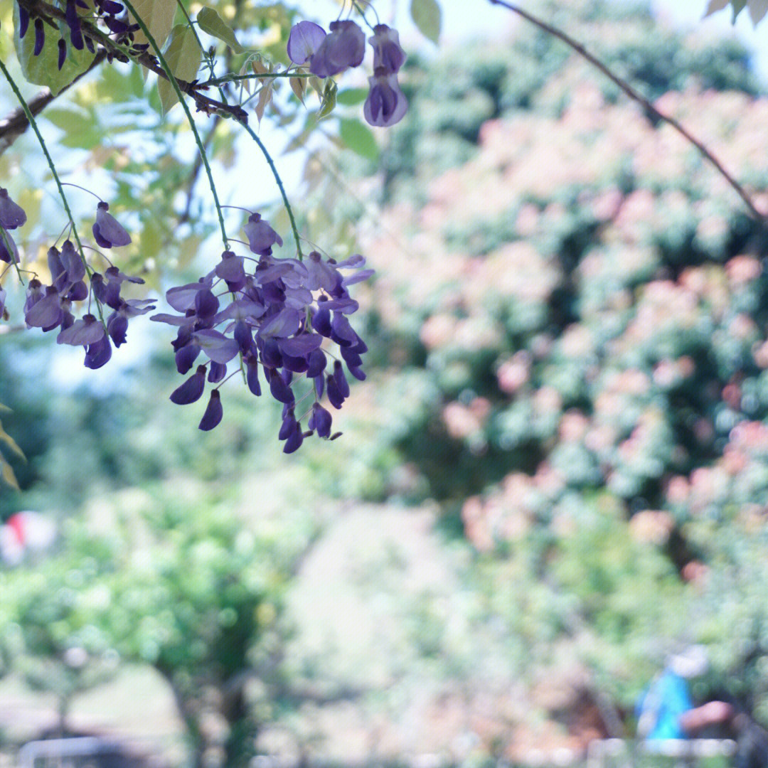 常熟紫藤园农家乐图片