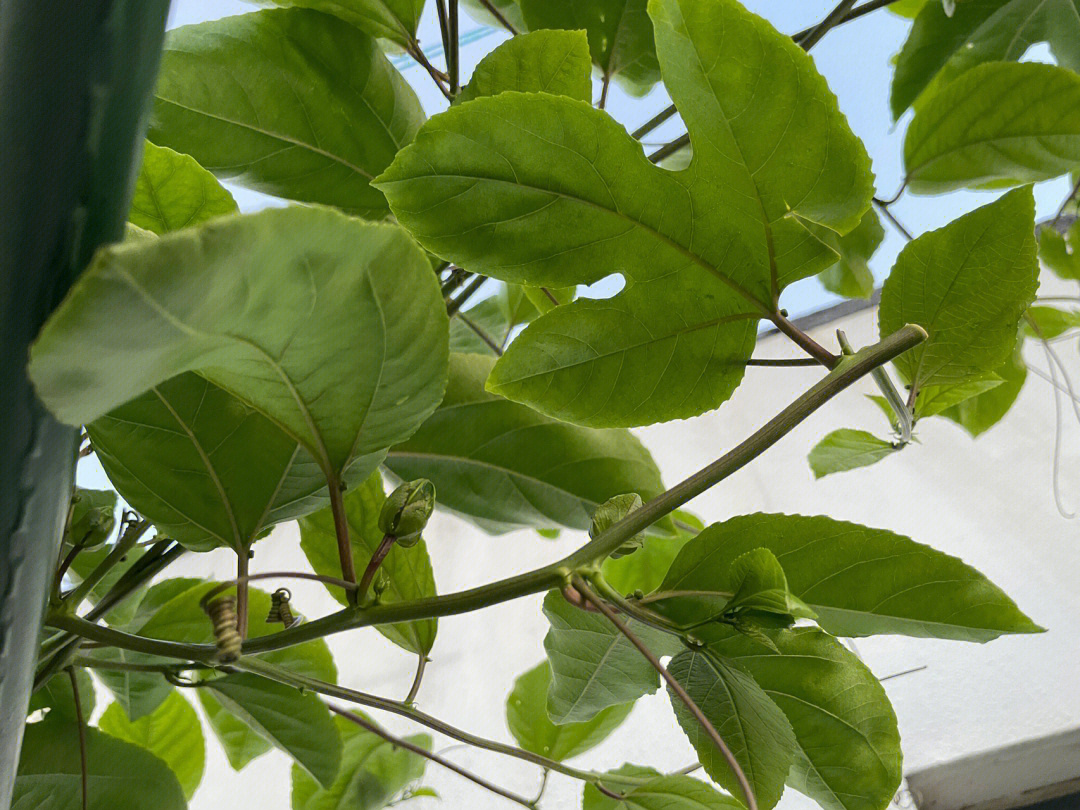 百香果侧芽和花苞图片图片