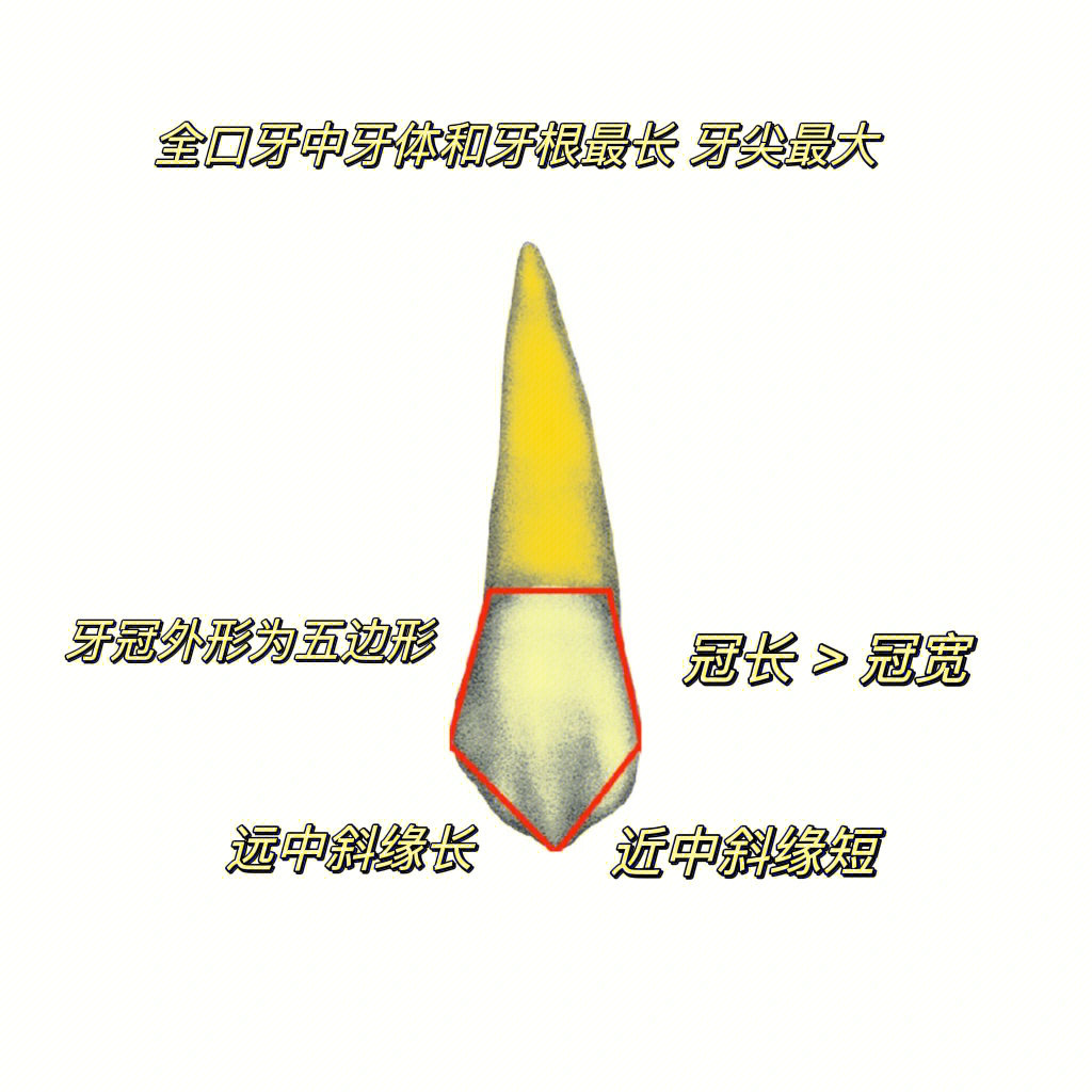 口解二上颌尖牙