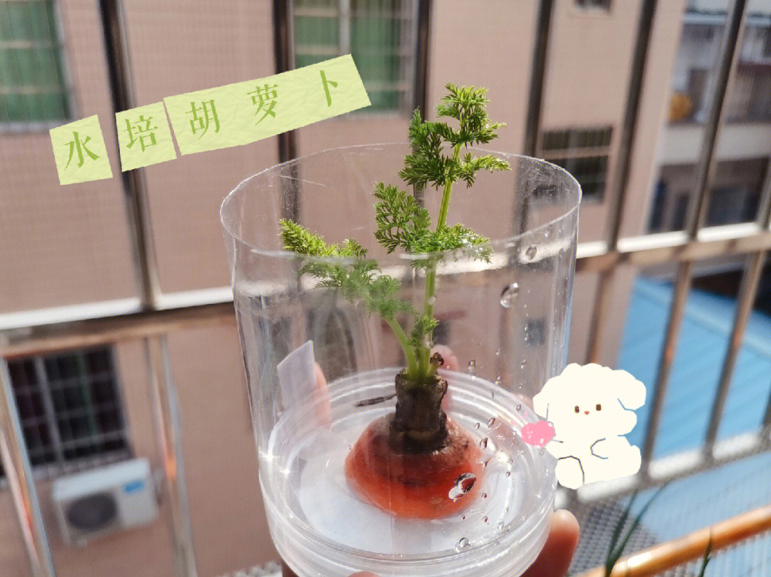 水培植物胡萝卜