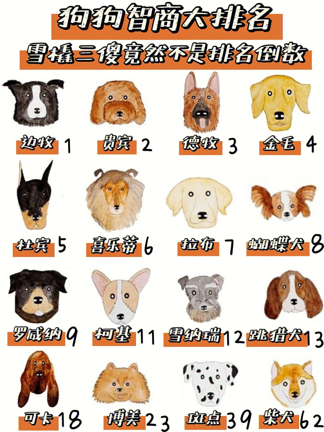 十大聪明名犬 排行榜图片
