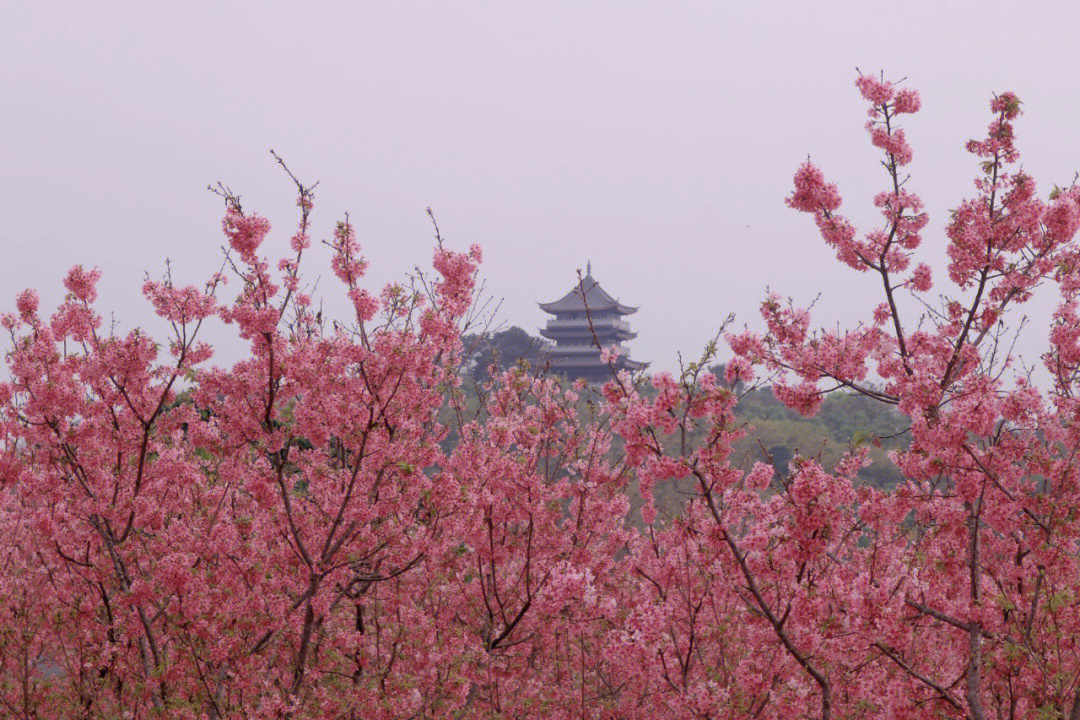 青秀山桃花岛简介图片