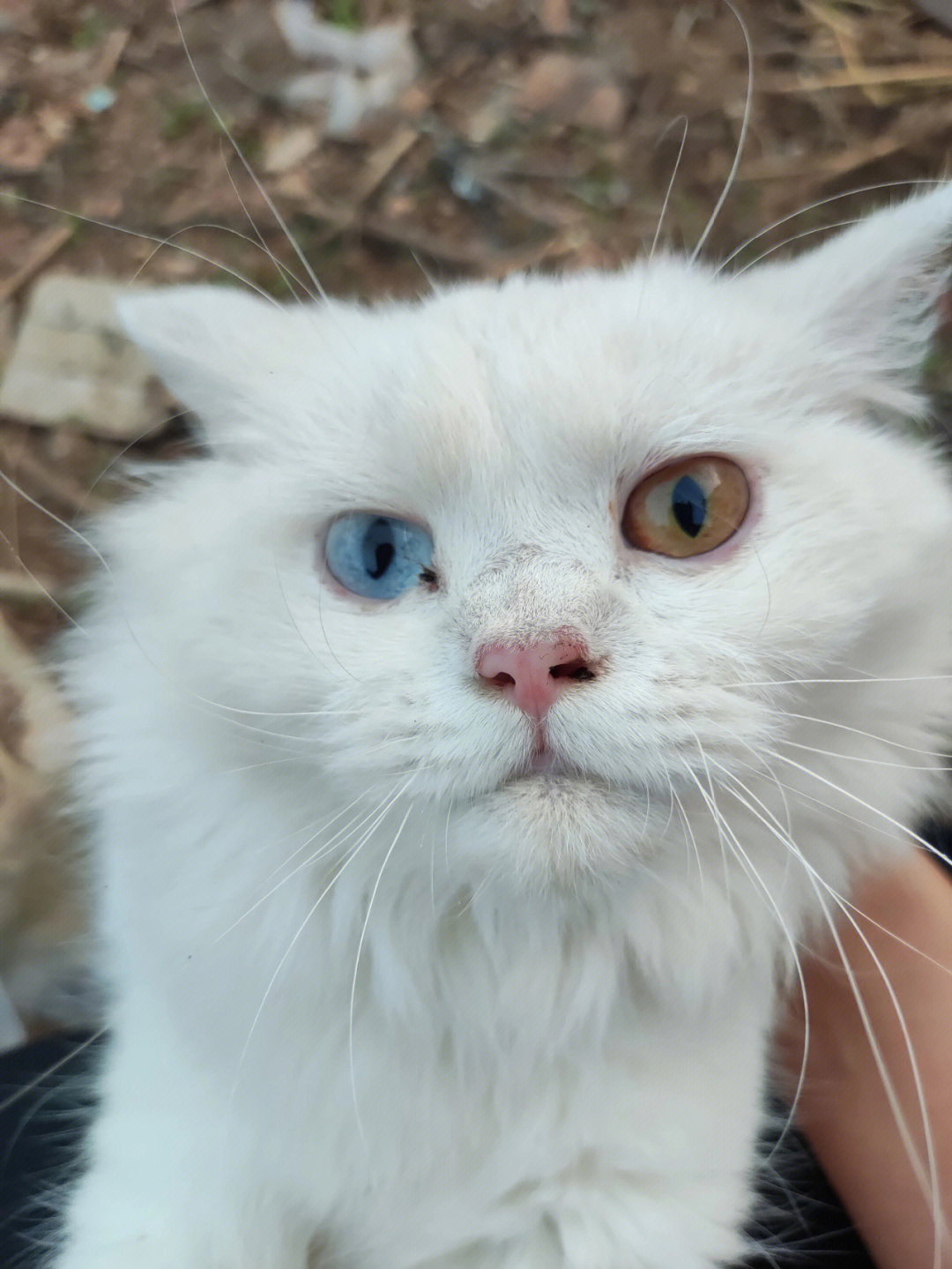 出售一只异瞳纯白长毛猫,地点 建水  喜欢的私聊