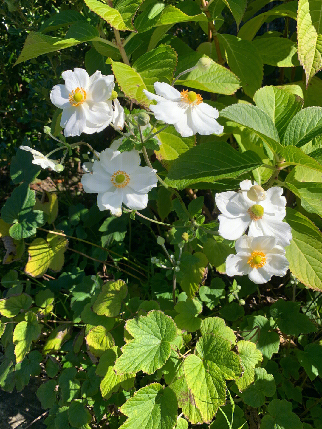 盛开的打破碗花花