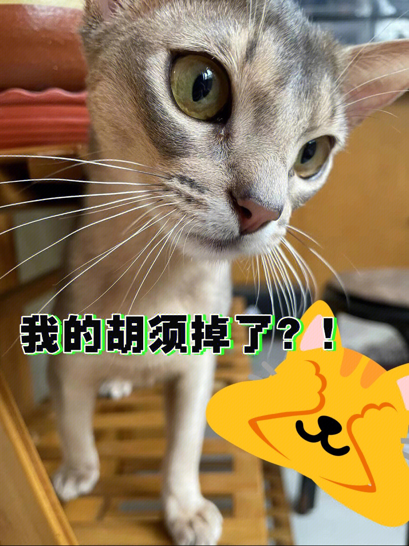 猫胡子许愿方法图片