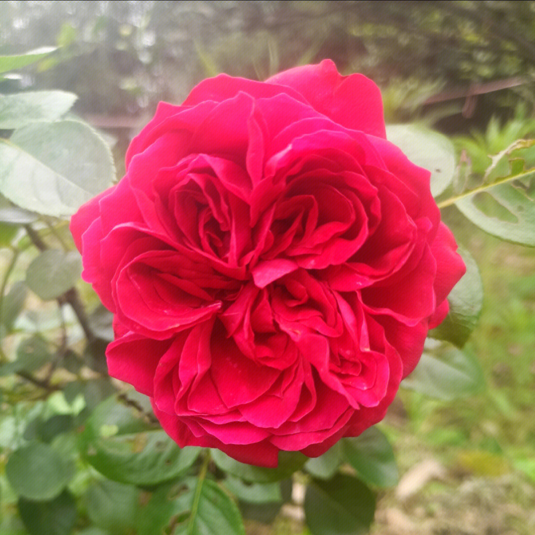 红色的龙沙宝石月季,开出的花朵 花型都不散,特别美丽,如果它开的更多