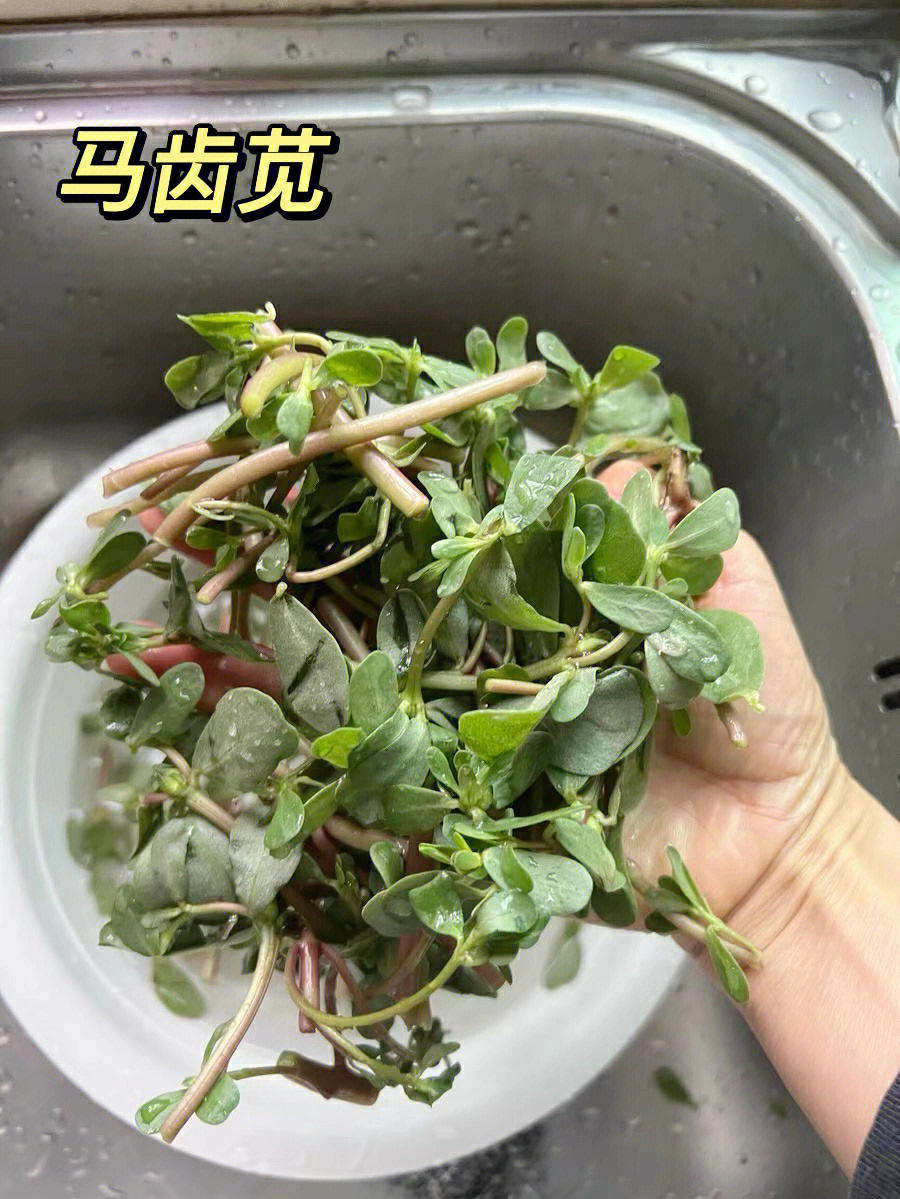 马齿笕去湿疹的方法图片