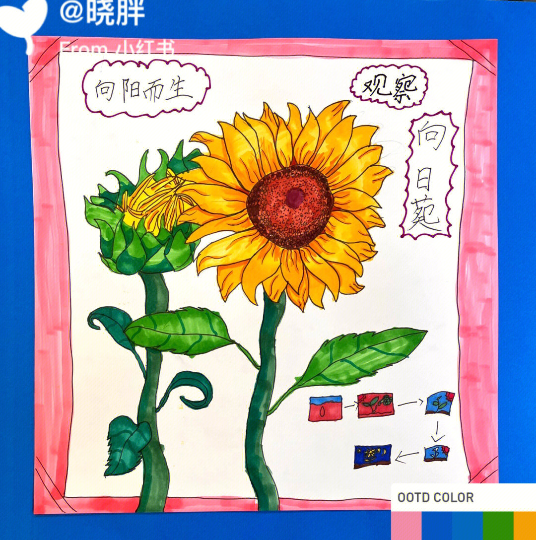 小学美术向日葵优质课图片