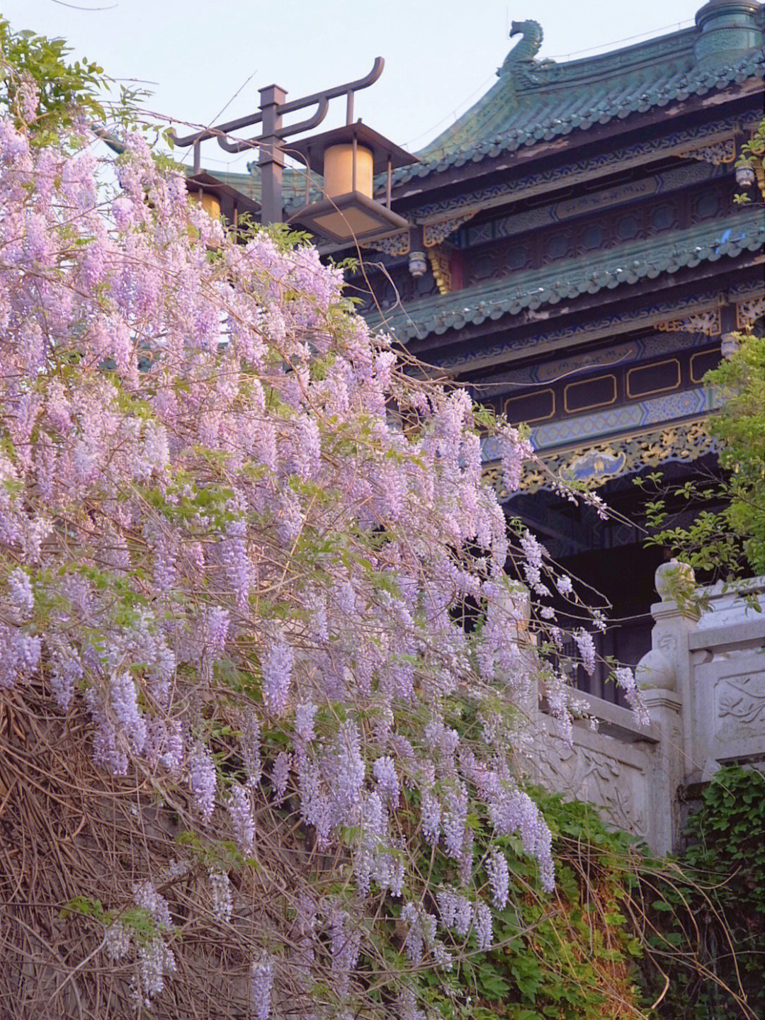 鸿恩寺森林公园紫藤萝花瀑布