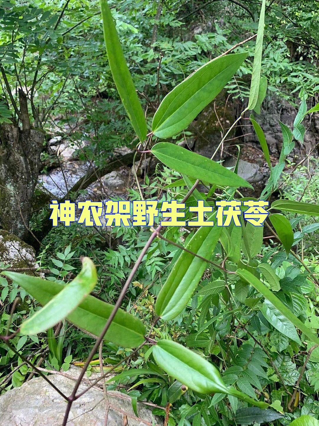 野生土茯苓种植图片图片