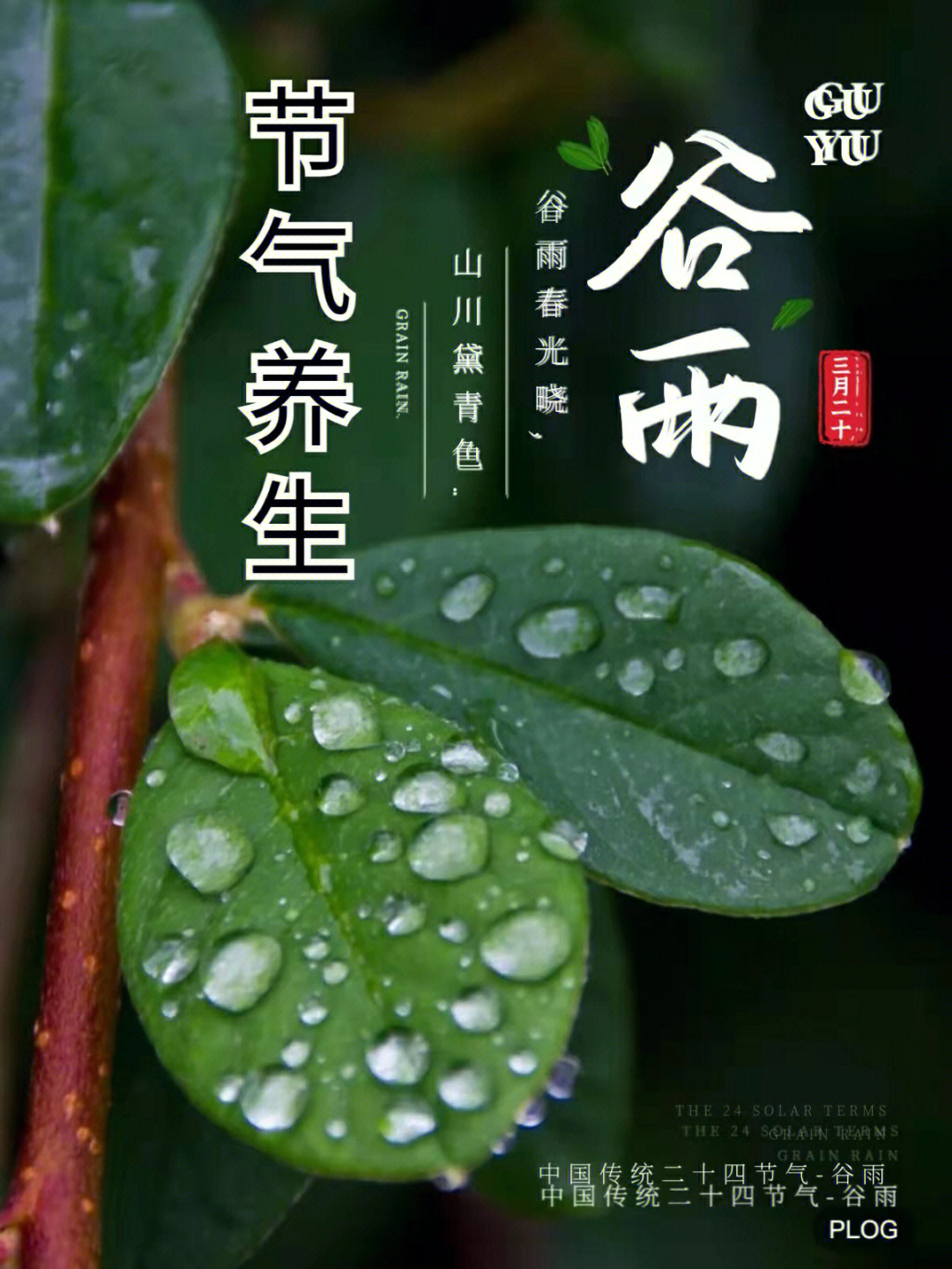 谷雨节气养生