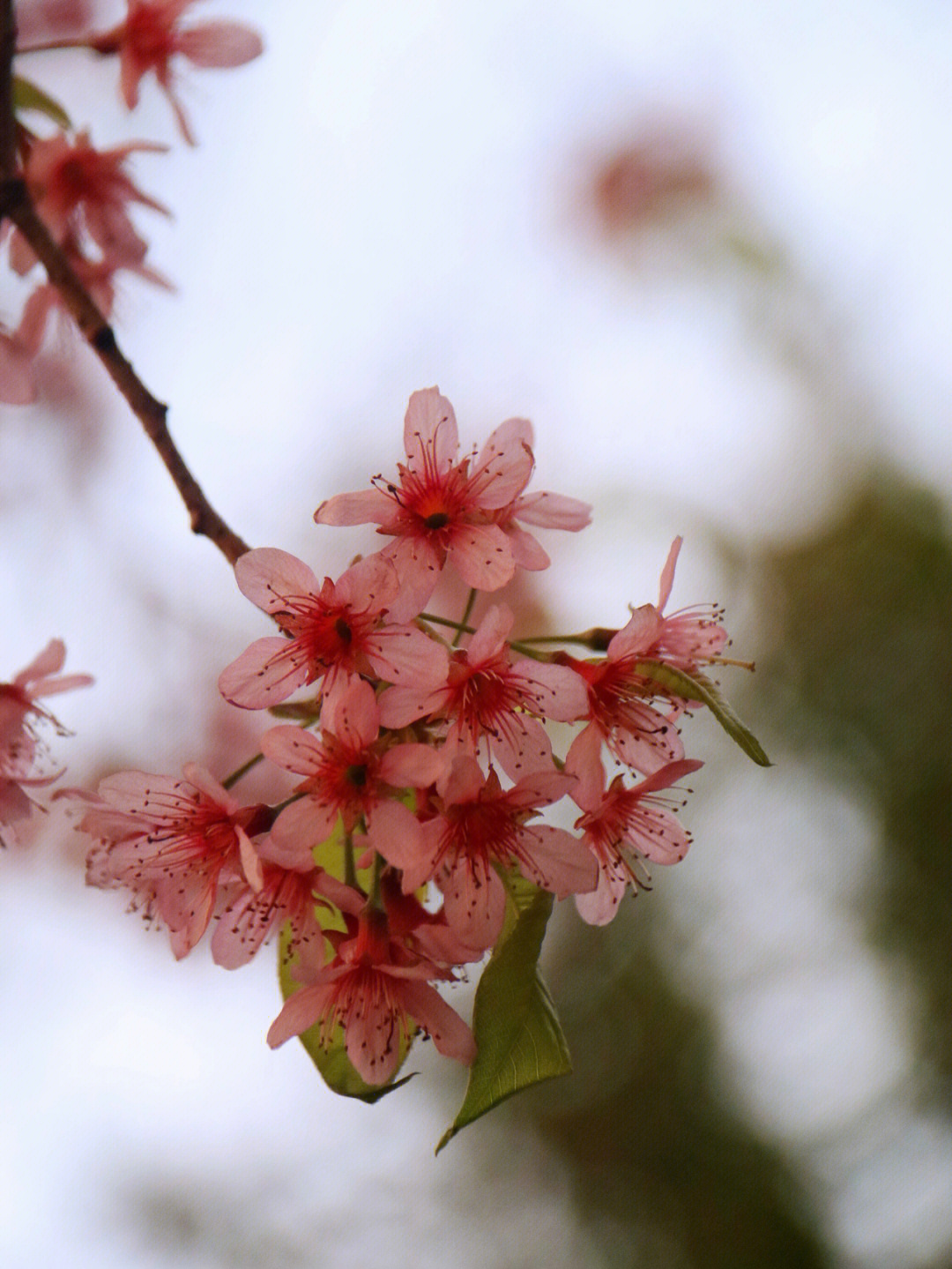 青龙湖冬樱花图片