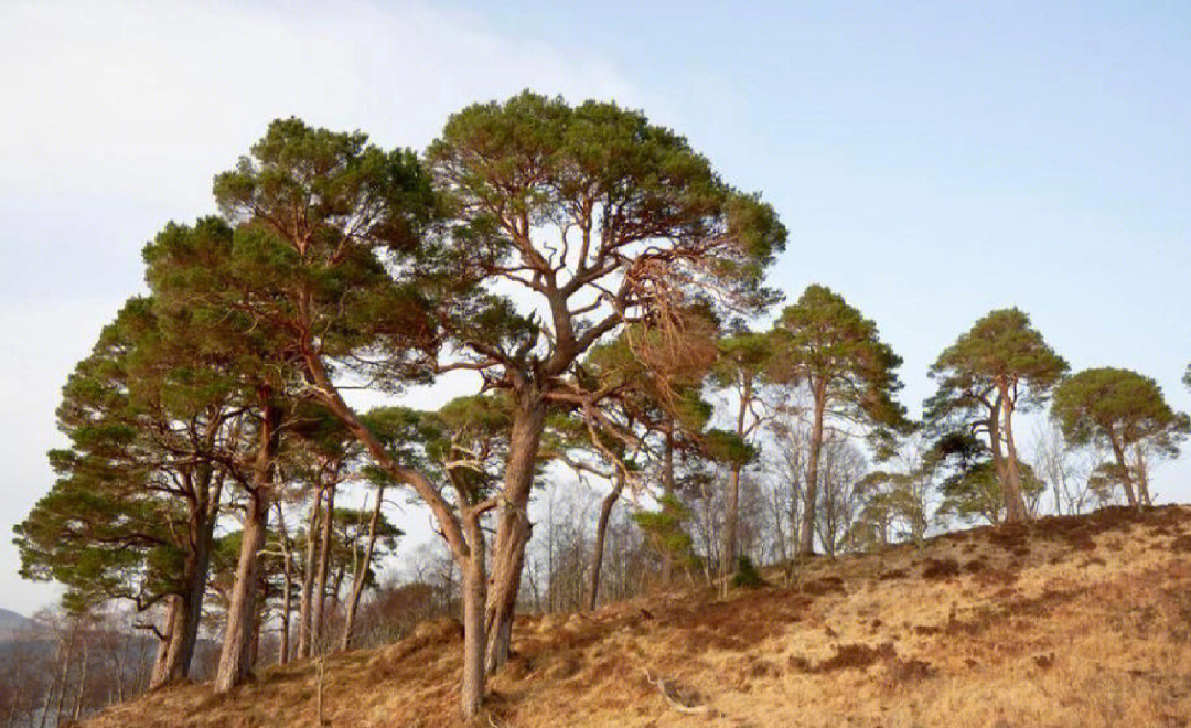 sylvestris意为"野91的树林,作为欧洲96常常94的松树品种,分布