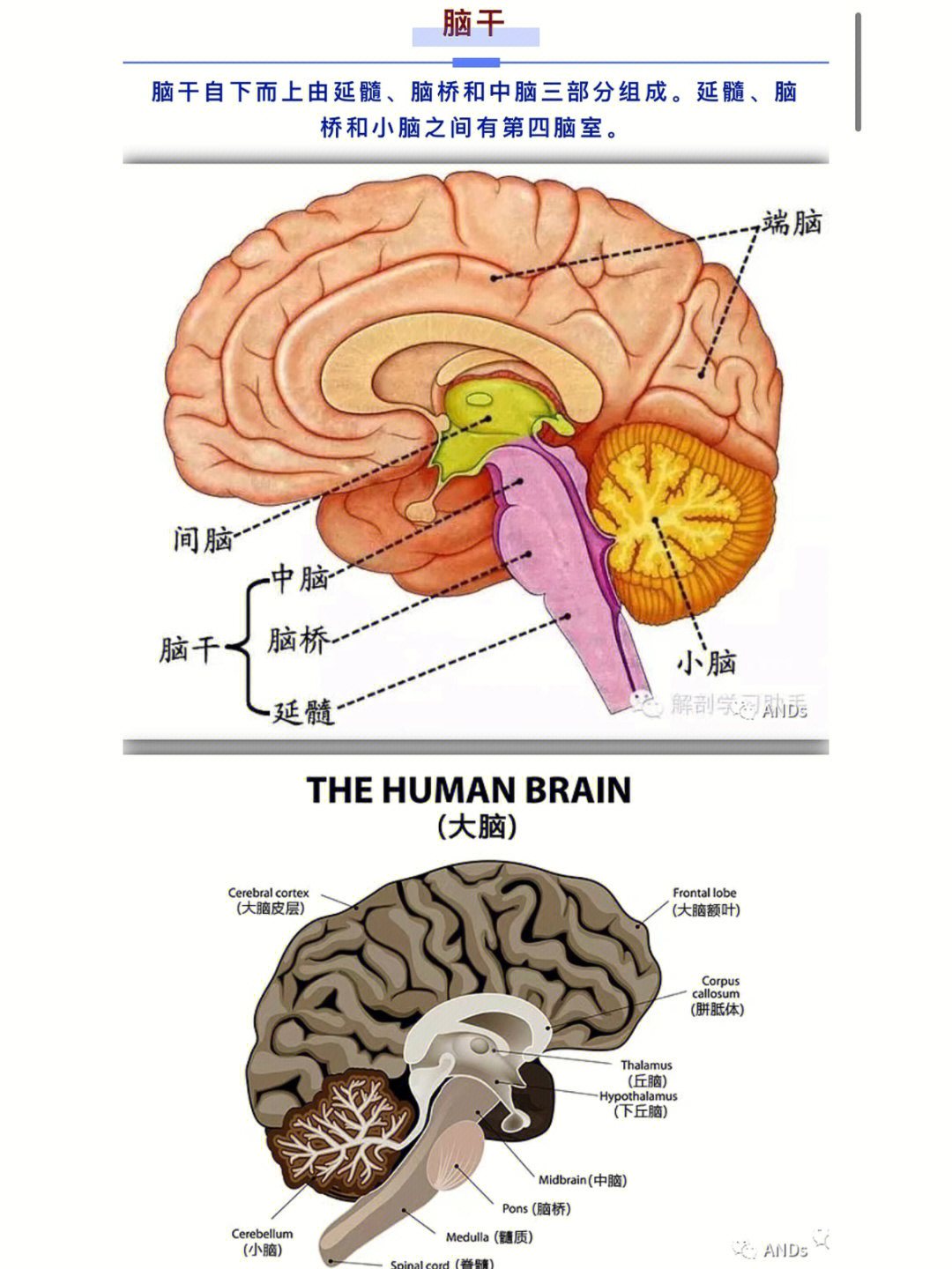 脑干由三部分组成,分别为中脑,脑桥和延髓中脑:发出第3,4对脑神经脑桥